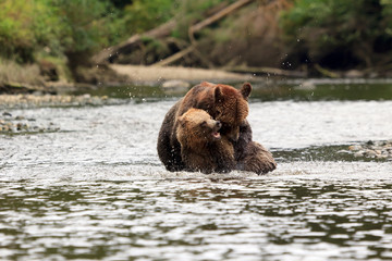 Grizzlys