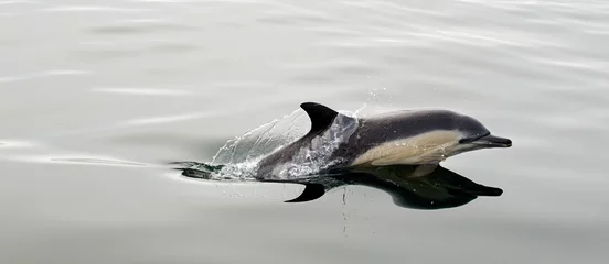 Photo sur Plexiglas Dauphin Dolphin, swimming in the ocean