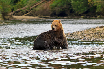 Grizzlys