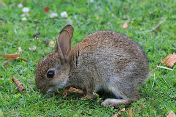 Kaninchen