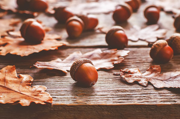 acorns with leaves