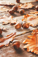 acorns with leaves