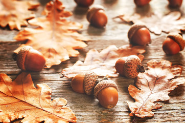 acorns with leaves