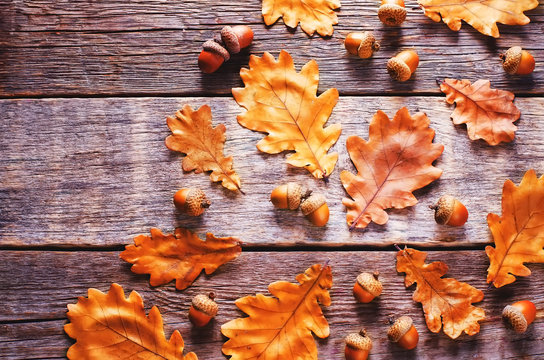 Acorns With Leaves