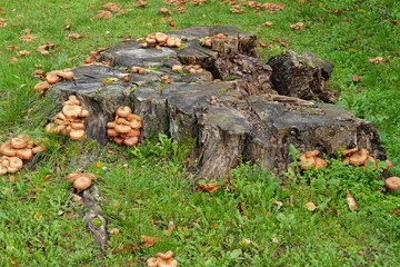 unedible mushrooms in forest