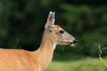 Maultierhirsch