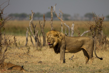 Male Lion licking his lips