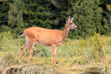 Maultierhirsch