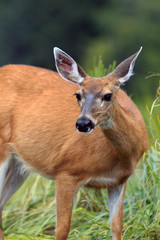 Maultierhirsch