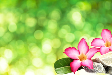 beautiful pink flowers on green background