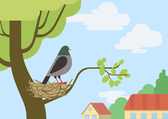 Pigeon dove flat design cartoon vector wild animals birds