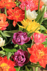 Obraz na płótnie Canvas Multicolored tulip bouquet