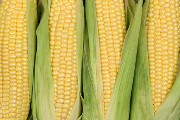 Mais auf Maiskolben