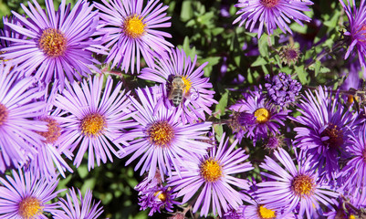 Bee on flowers Aster