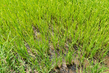 Top view of growing young rice in field