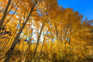 Bishop, Autumn, Fall Color