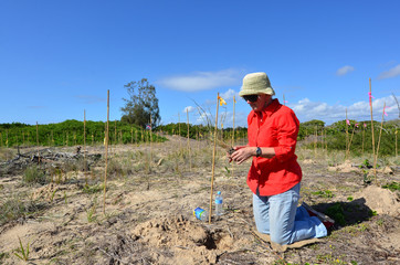 Dune restoration in Gold Coast Queensland Australia