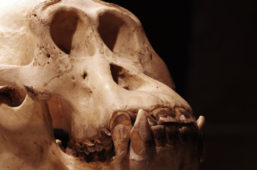 orangutan skull 3 © Vitezslav Halamka