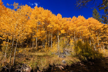 Bishop, Autumn, Fall Color