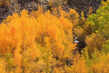 Fototapeta premium Bishop, Autumn, Fall Color