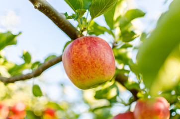 Knackige frische &Auml;pfel an einem Baum