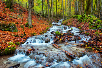 Enchanted Autumn Forrest Creek