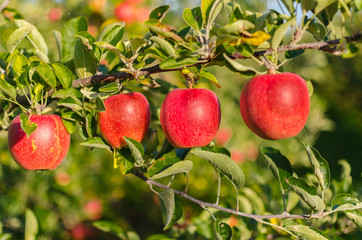 Knackige frische Äpfel an einem Baum