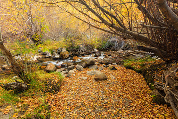 Bishop, Autumn, Fall Color