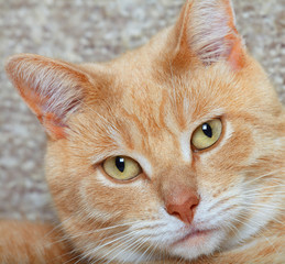 Ginger domestic cat