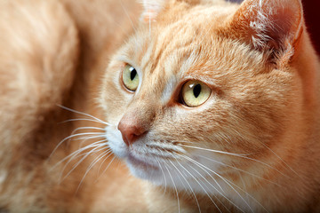 Ginger domestic cat