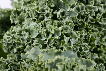 Kale cabbage