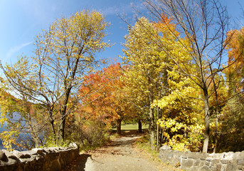 Fototapeta premium Yellow autumn trees in the park