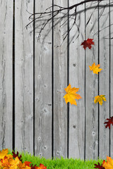 Falling autumn leaves in front of the fence