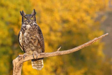 Printed roller blinds Owl Great horned owl sitting on a stick