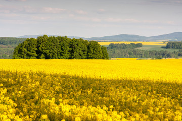 Obraz premium Colza field