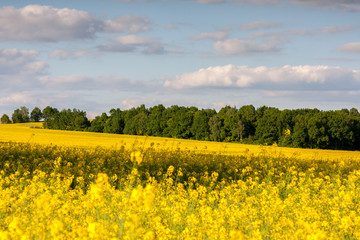 Colza field