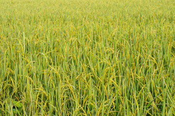 Paddy rice