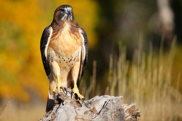 Red-tailed hawk sitting on a stump