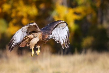 Red-tailed hawk in flight