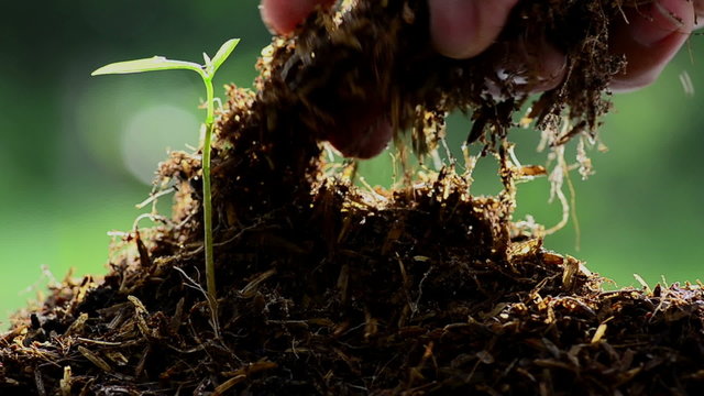 Close up Male hand keeping farm manure to young tree