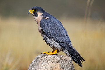 Peregrine falcon sitting on a rock
