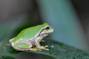 アマガエル