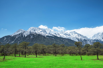 Pine forest and Jade Dragon Snow Mountain, Lijiang, Yunnan China