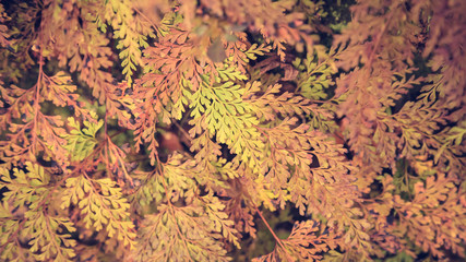 Fern leaf background nature