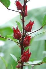 soft roselle red