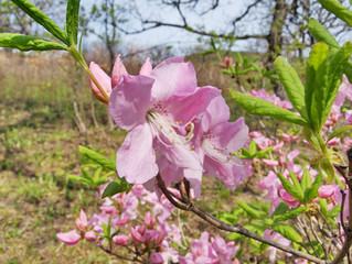 Pink flowers Rhododendron close-up