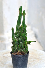 cactus in potted