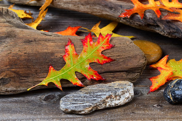 Autumn Oak Leaf on aged Driftwood