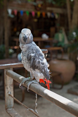 Parrot feather is unattractive