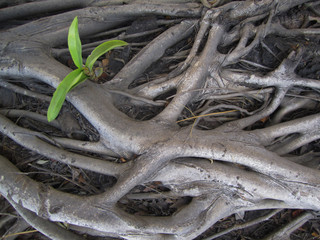 Tree Roots
